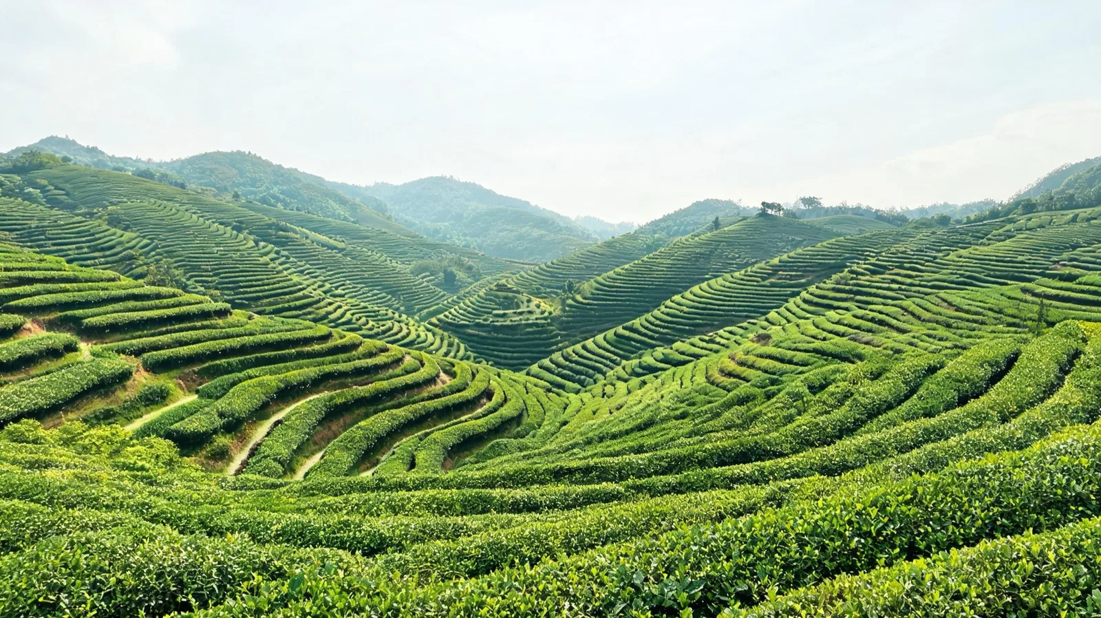 呈現寶城茶園的 AI 生成旅遊圖片