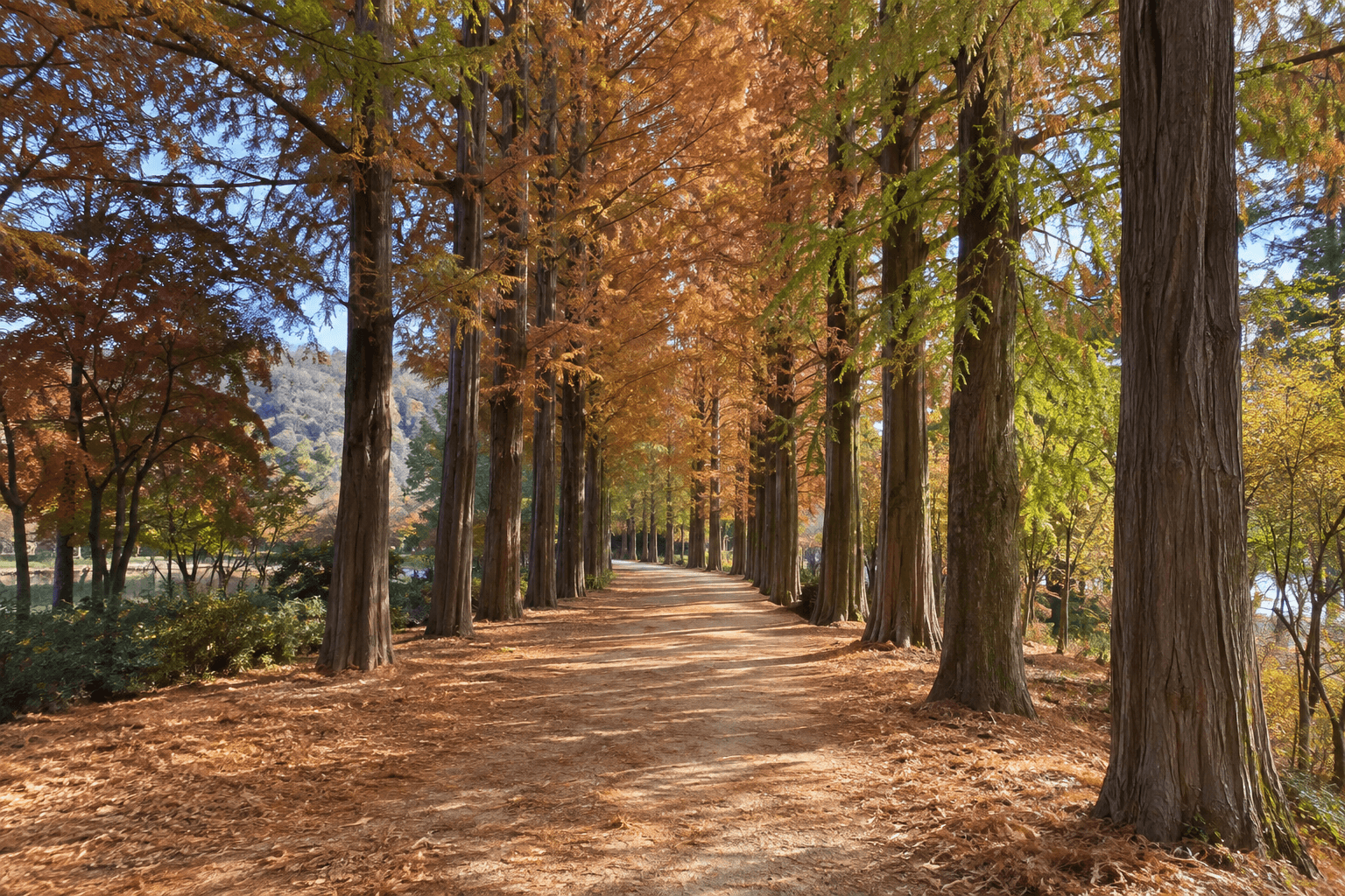 Walking path under the metasequoia trees of Nami Island