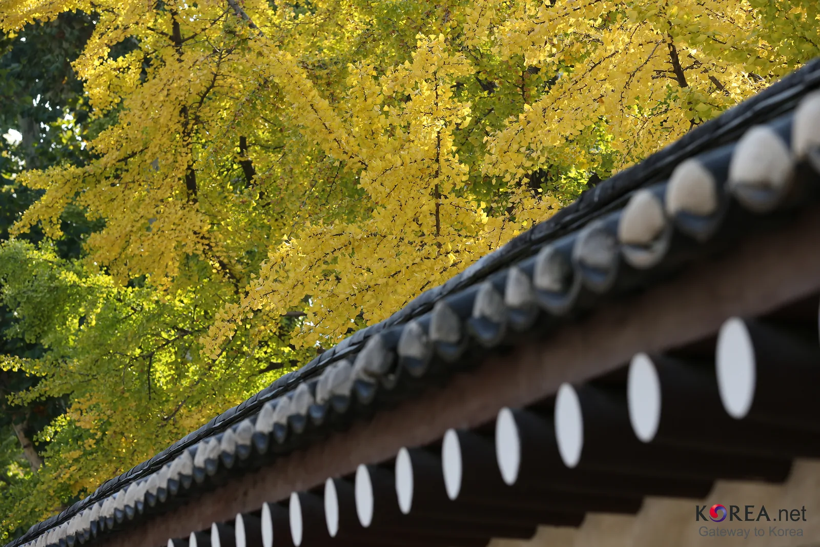 Yellow ginkgo leaves above the tiled roof of a palace wall at Gyeongbokgung