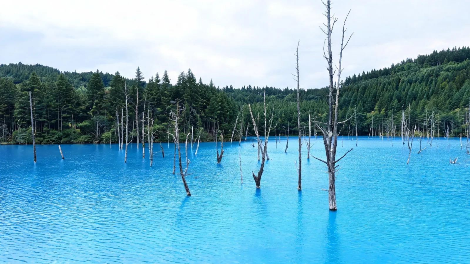 The Blue Pond in Biei