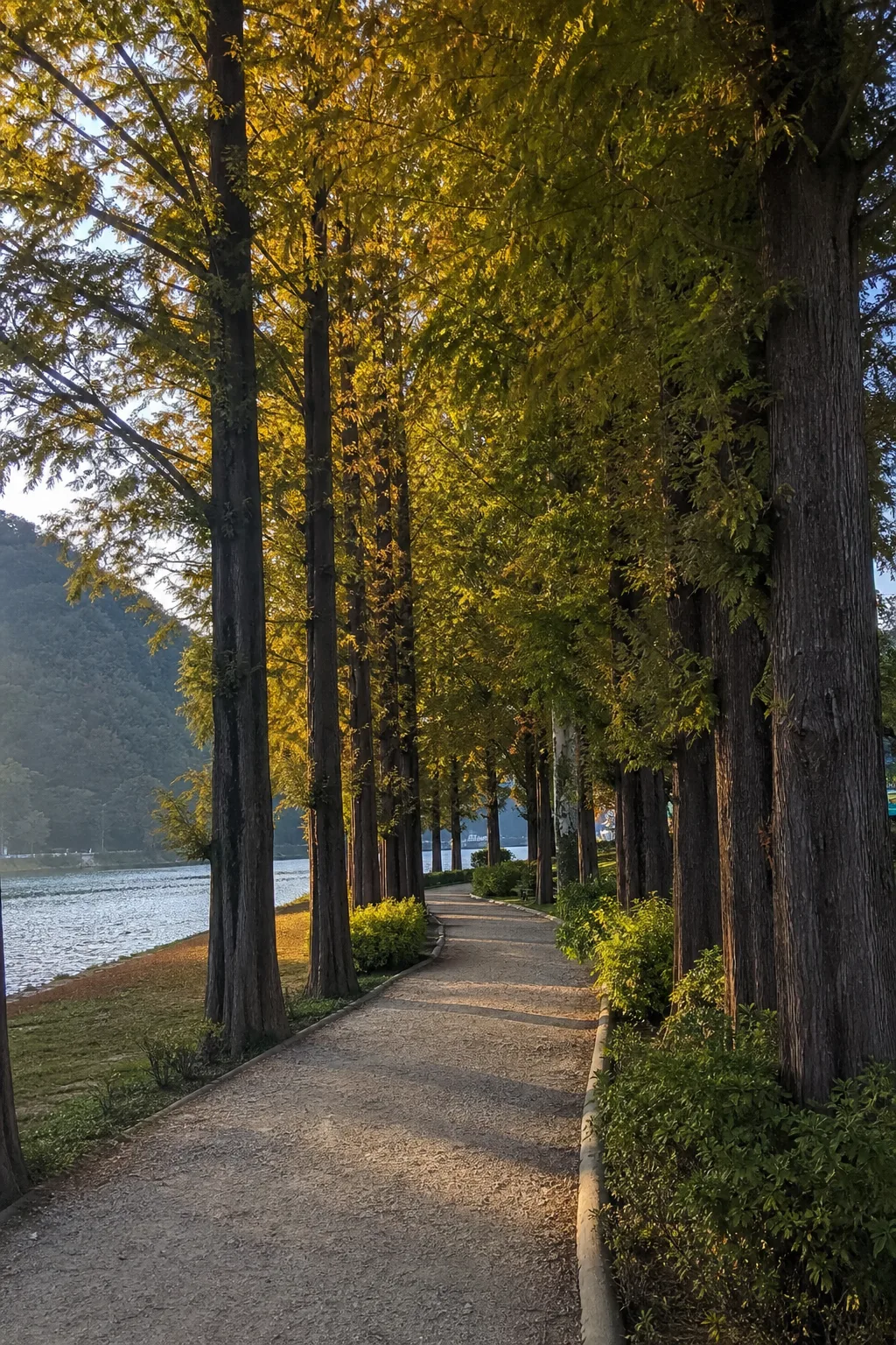 A tree-lined riverside walking path