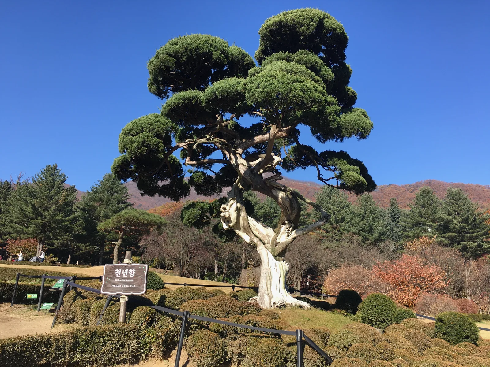 晴空下草坡上一株修剪成雲朵狀的刺柏，後方是秋色樹木與山丘