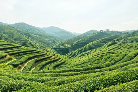 Layered green tea rows across the hills of Boseong