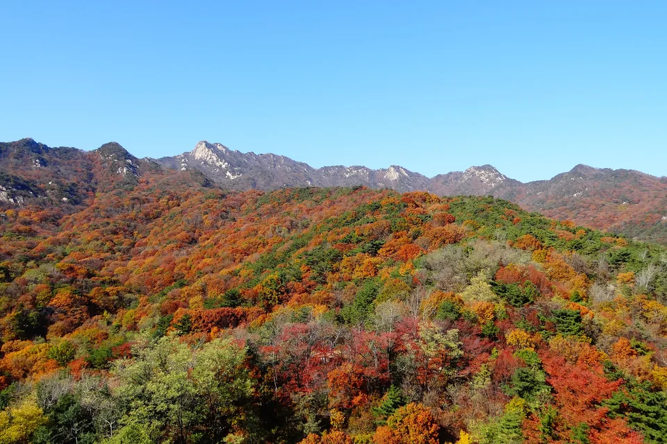 Bukhansan's ridge under a clear sky above southern slopes covered in red, orange and yellow leaves