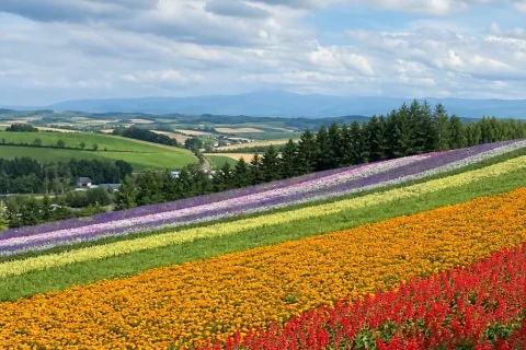 Illustrative striped summer flower fields at Shikisai-no-Oka