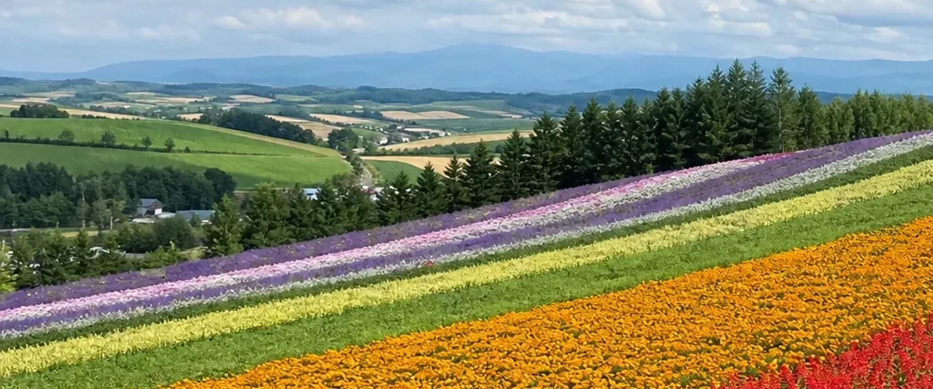 四季彩之丘夏季花田示意圖