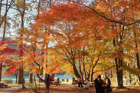 Red, orange and yellow maples beside the river on Nami Island, with visitors at picnic tables below