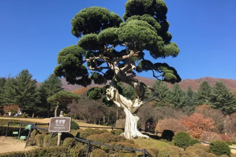 Cloud-pruned juniper on a grassy mound at the Garden of Morning Calm, with autumn trees and hills behind
