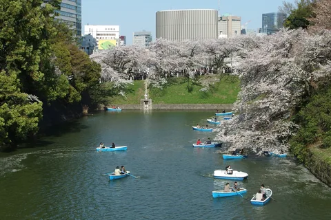 Cherry trees in bloom along the Chidorigafuchi moat in Tokyo, with rowing boats on the water and office buildings beyond