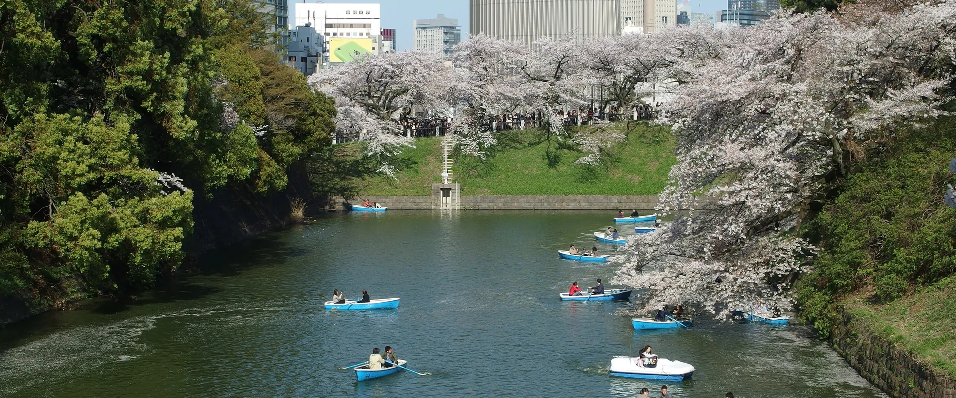 Cherry trees in bloom along the Chidorigafuchi moat in Tokyo, with rowing boats on the water and office buildings beyond