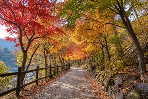 Illustrative autumn maple path at Naejangsan