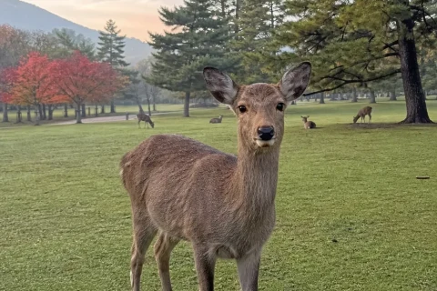 A deer standing on a green lawn in Nara Park