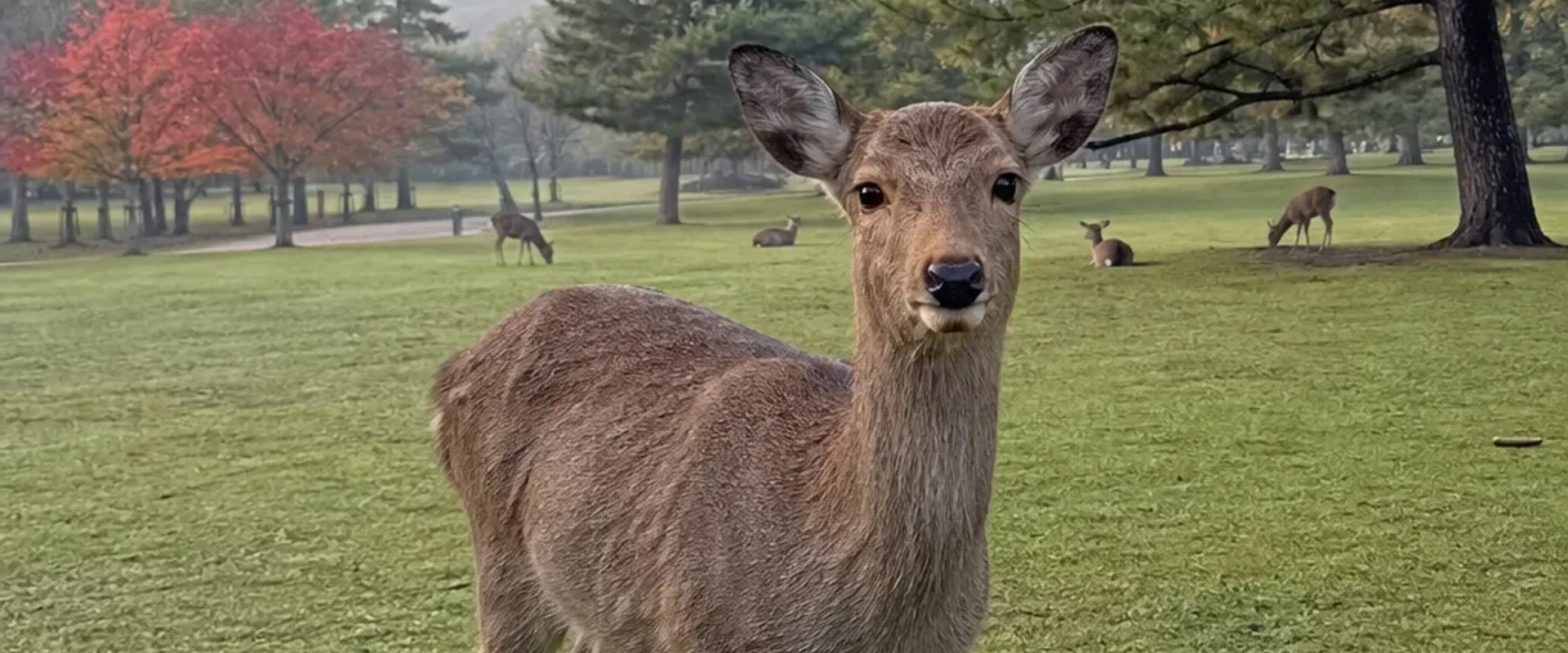 奈良公園草坪上的鹿