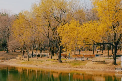 Yellow-green willows and wooden benches beside a still pond in Seoul Forest
