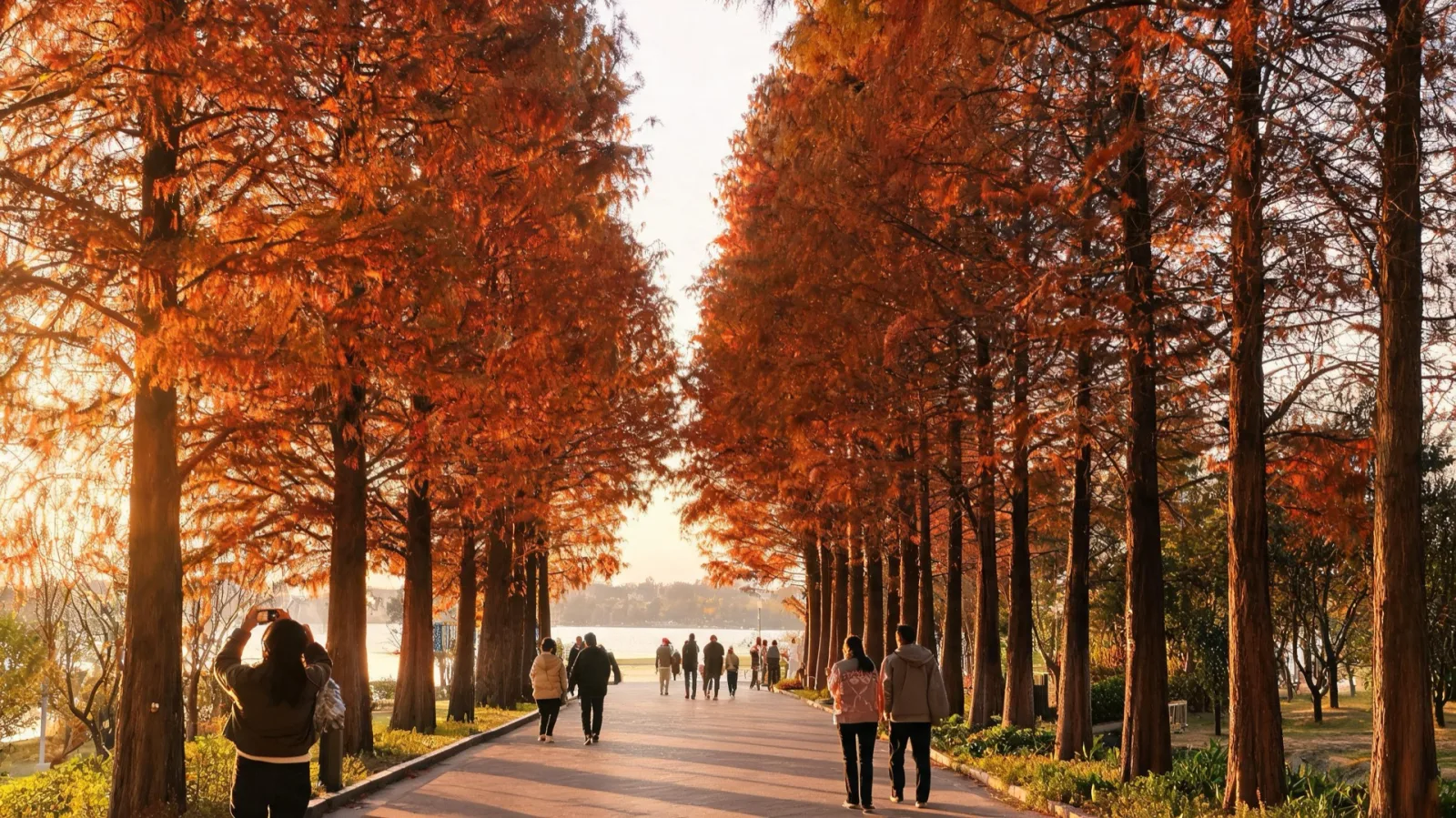Gwanggyo Lake Park's Metasequoia Lane — a flat walking path turned autumn