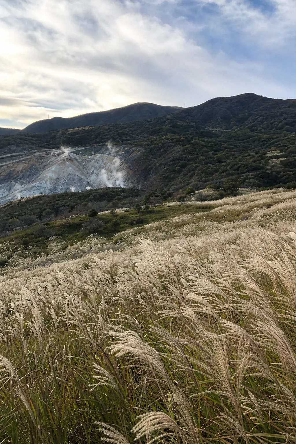 Sengokuhara pampas grass field in early autumn