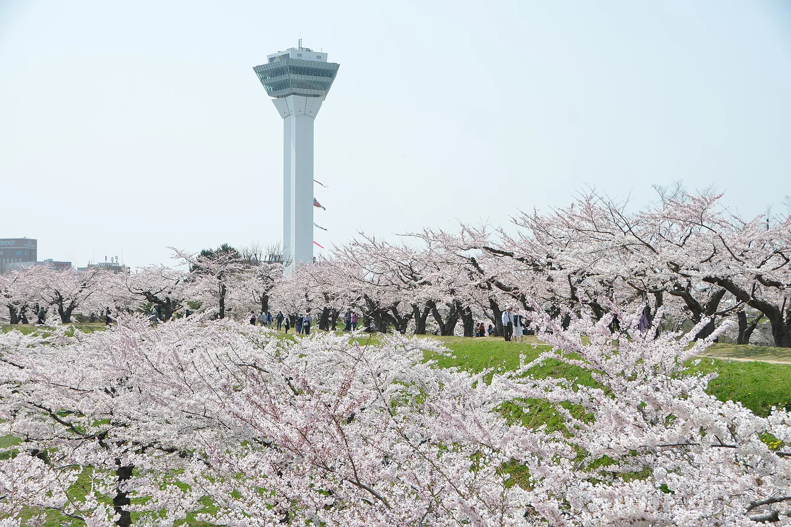 Goryokaku Tower in Hakodate rising beyond a mass of cherry trees in Goryokaku Park