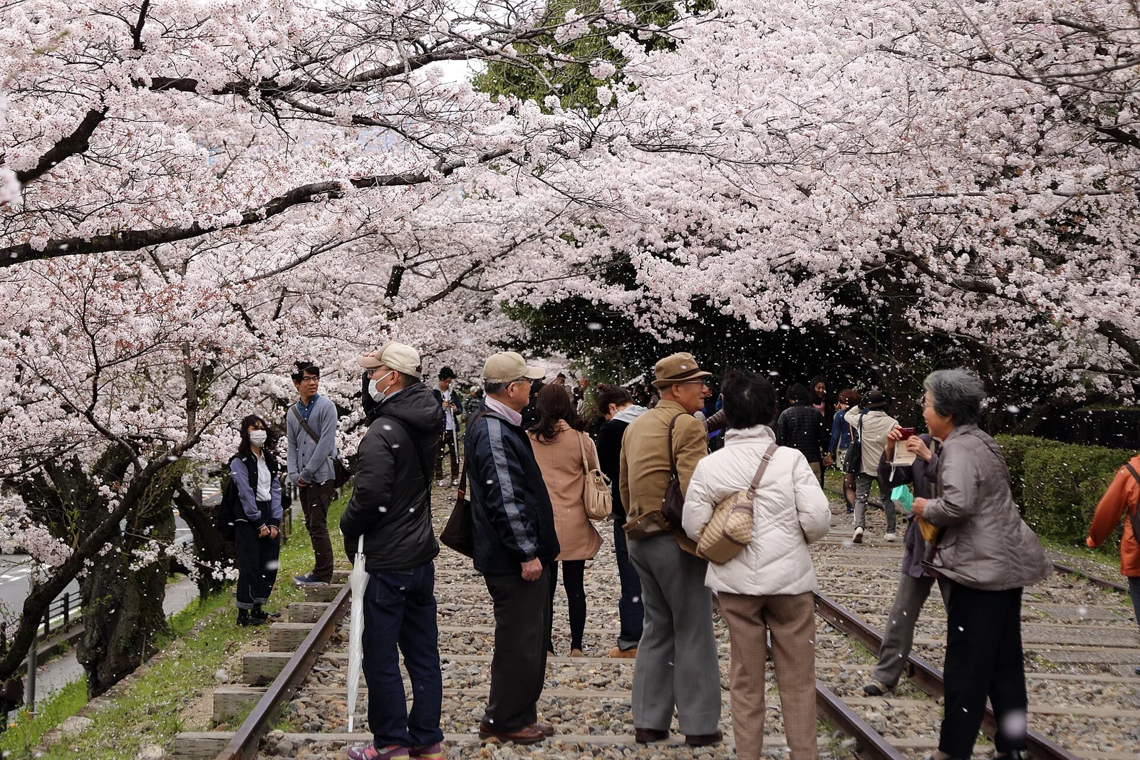 People walking along the old rail tracks of the Keage Incline in Kyoto under cherry trees in bloom