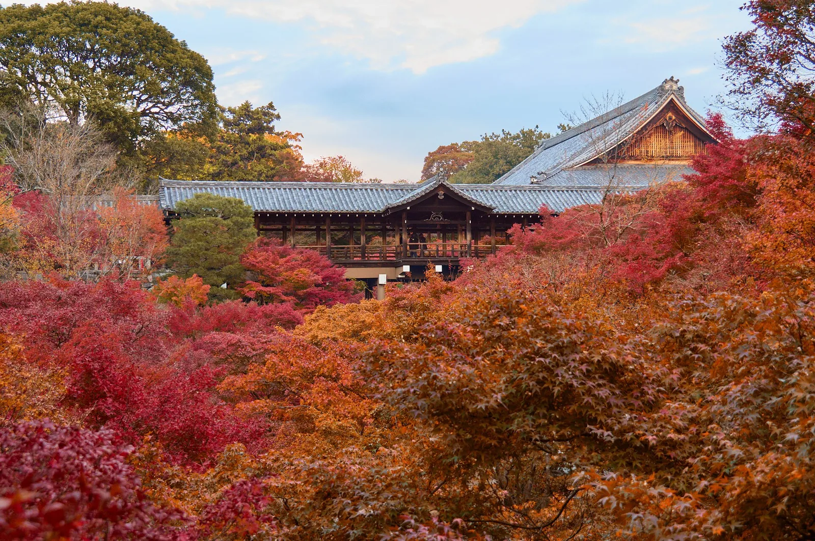 Red maples filling the grounds of Tofukuji temple in Kyoto, with temple halls behind