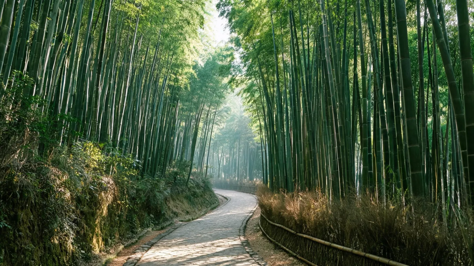 Arashiyama bamboo grove