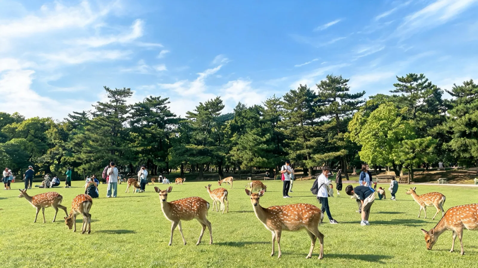 Deer and a walking path in Nara Park