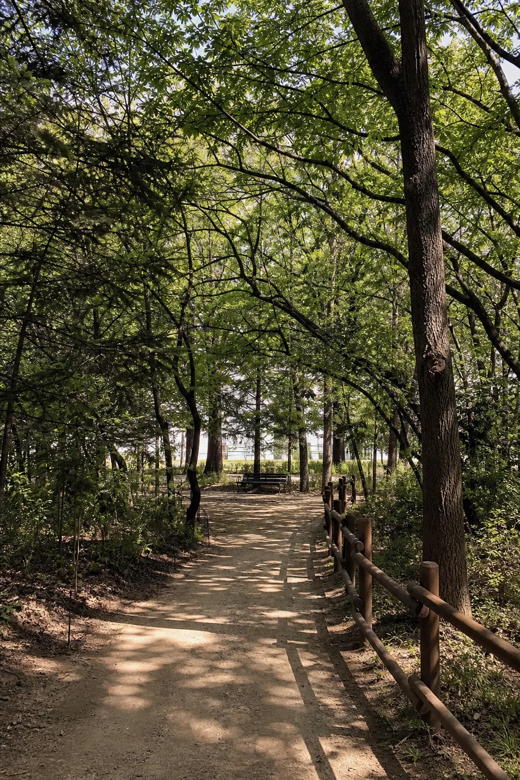 A tree-lined park path with a bench
