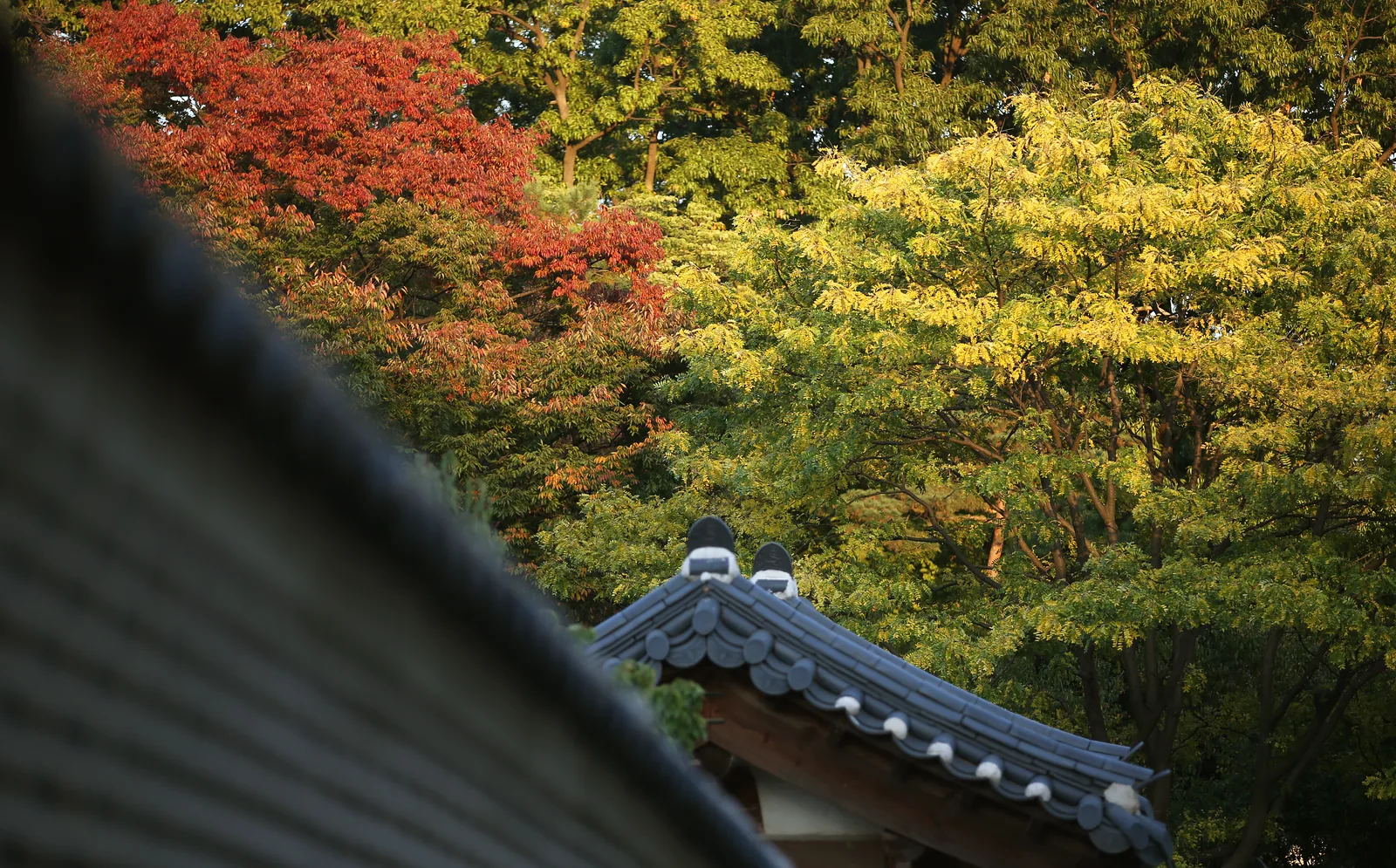 Red and yellow leaves on trees rising behind the curved tiled roof of a palace building